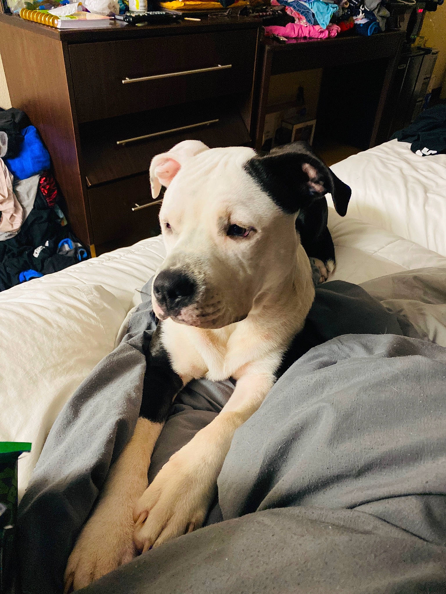 Hemi is registered to the contest to win money with this photo: american_bulldog, canidae, carnivore, companion_dog, dog, dog_breed, dogo_argentino, dogo_guatemalteco, ear, fawn, guard_dog, mammal, non_sporting_group, pit_bull, puppy, rare_breed_dog, snout, vertebrate