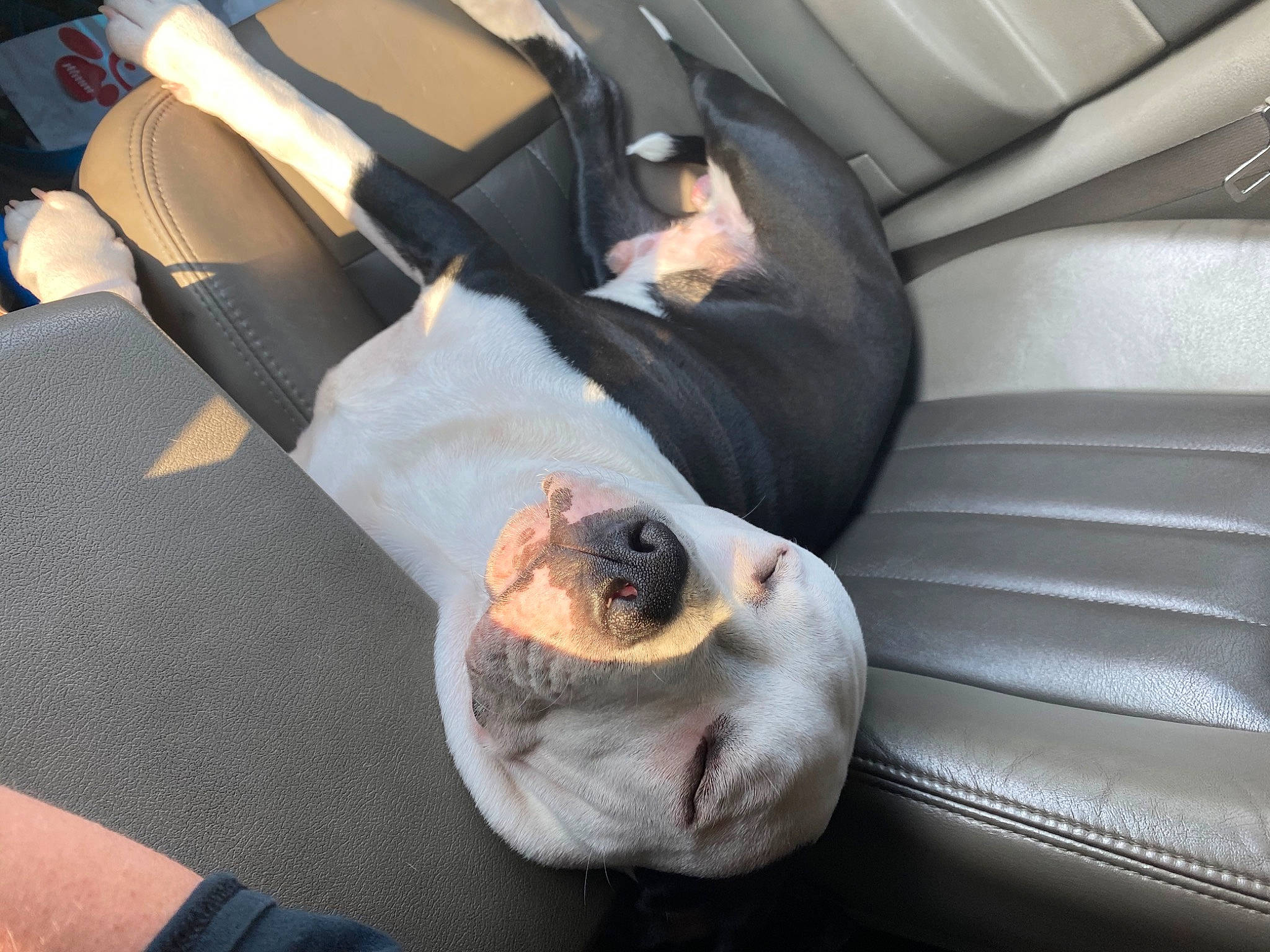 Hemi is registered to the contest to win money with this photo: auto_part, car_seat, car_seat_cover, fawn, hand, non_sporting_group, seat_belt, vehicle_door