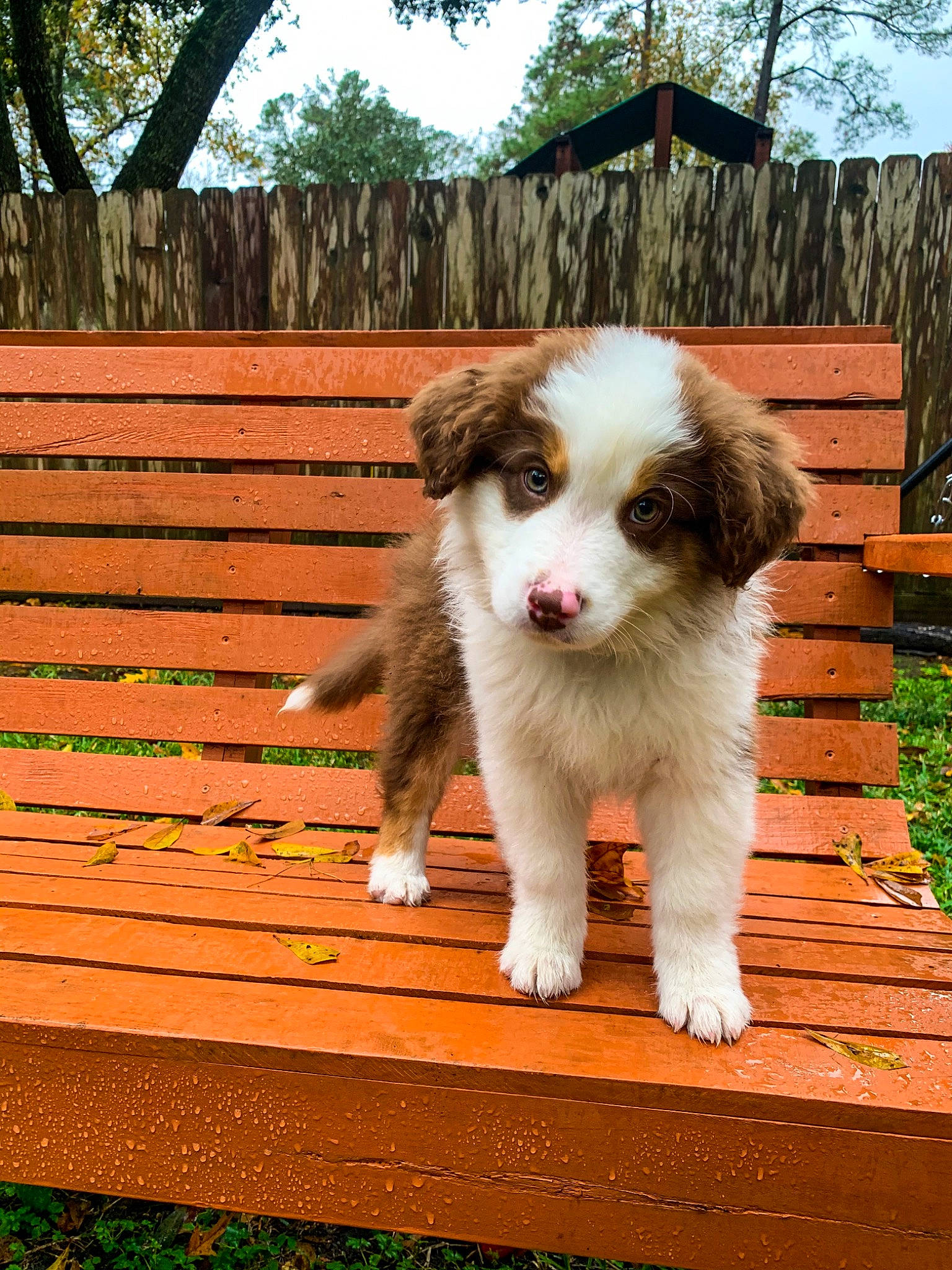 Goose joined the competition — help win amazing prizes! canidae, carnivore, companion_dog, dog, dog_breed, fawn, fur, home_fencing, liver, lumber, outdoor_bench, outdoor_furniture, plank, puppy, sporting_group, wood, wood_stain, working_animal, working_dog