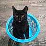 black_cat, cat, tongue_out, blue_basket, plastic_basket, floor, wooden_floor, pet, animal, indoor, cute, curious, small_cat, sitting, looking_up, playful, domestic_cat, fur, whiskers, ears