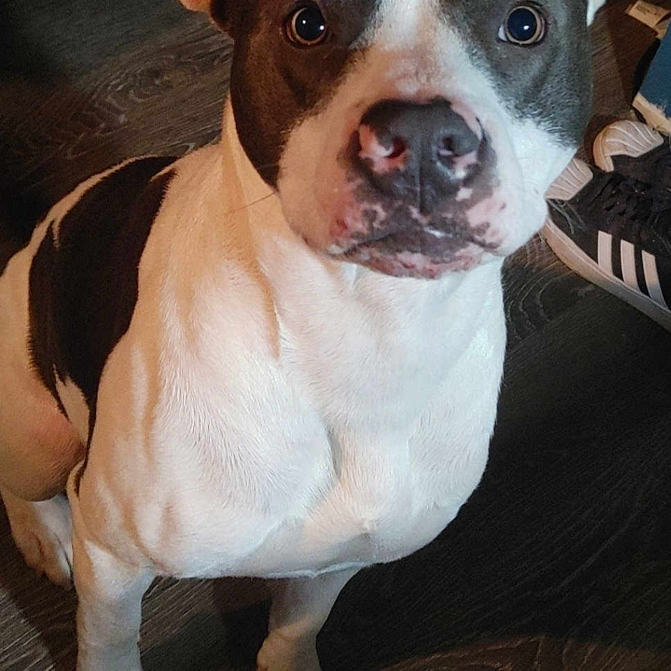 Buddy