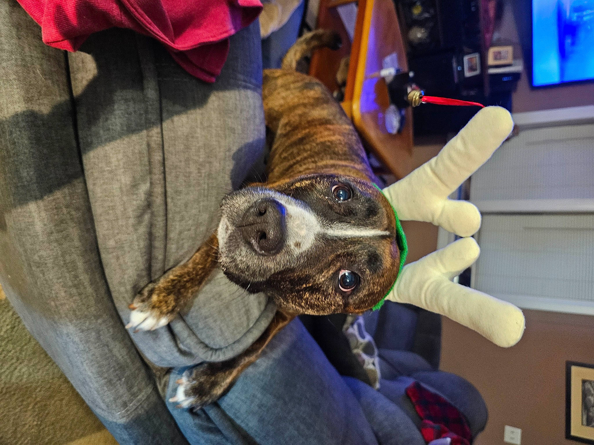 Sally joined the competition — help win amazing prizes! canidae, claw, companion_dog, dinosaur, display_device, dog, dog_breed, fawn, fur, jaw, led_backlit_lcd_display, picture_frame, plush, reptile, snout, sporting_group, stuffed_toy, television, veterinarian, working_animal