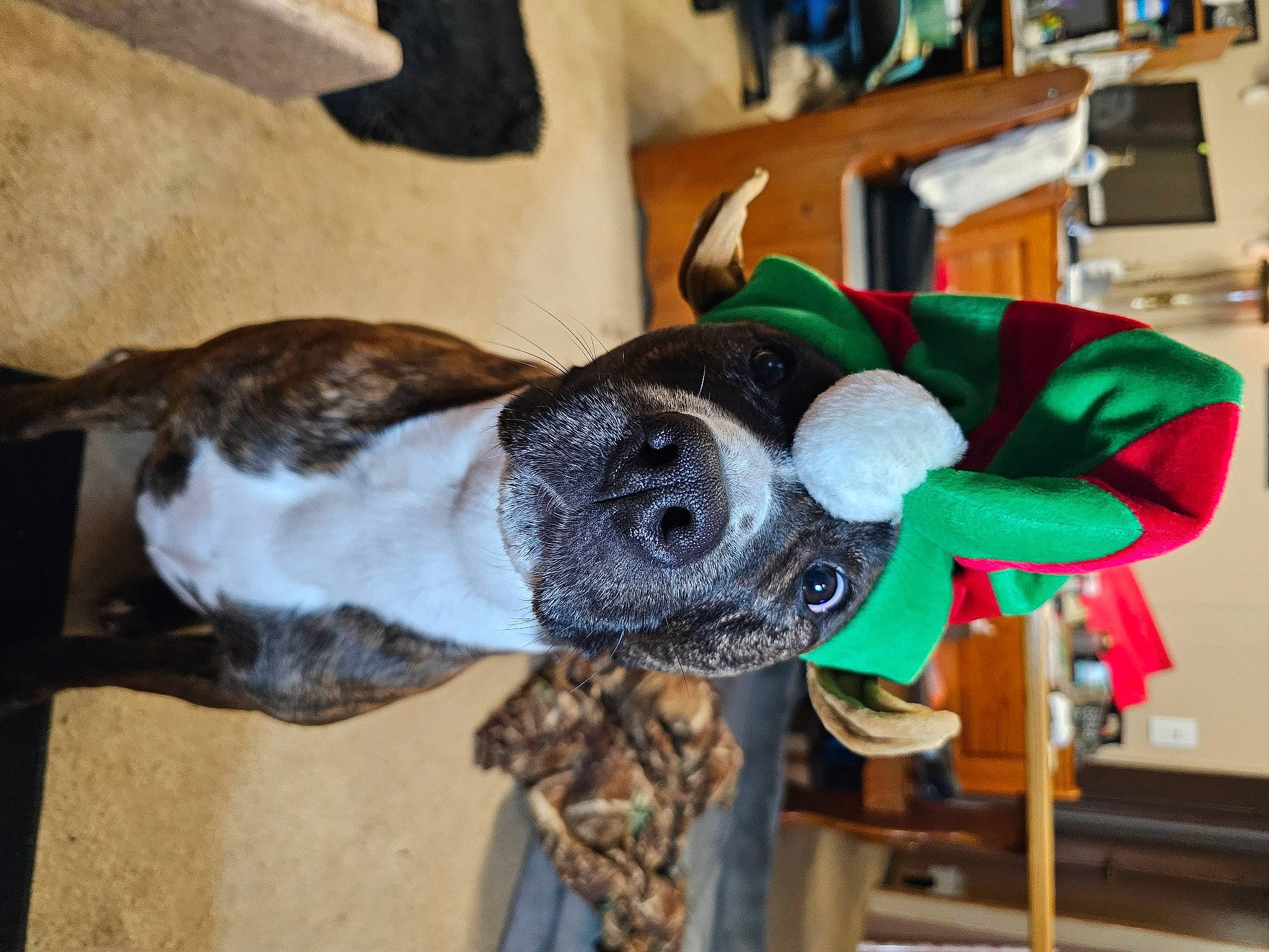 Sally joined the competition — help win amazing prizes! canidae, carmine, carnivore, collar, companion_dog, dog, dog_breed, fawn, fur, non_sporting_group, personal_protective_equipment, plush, snout, sporting_group, sunglasses, tail, toy, wood, wool, working_animal