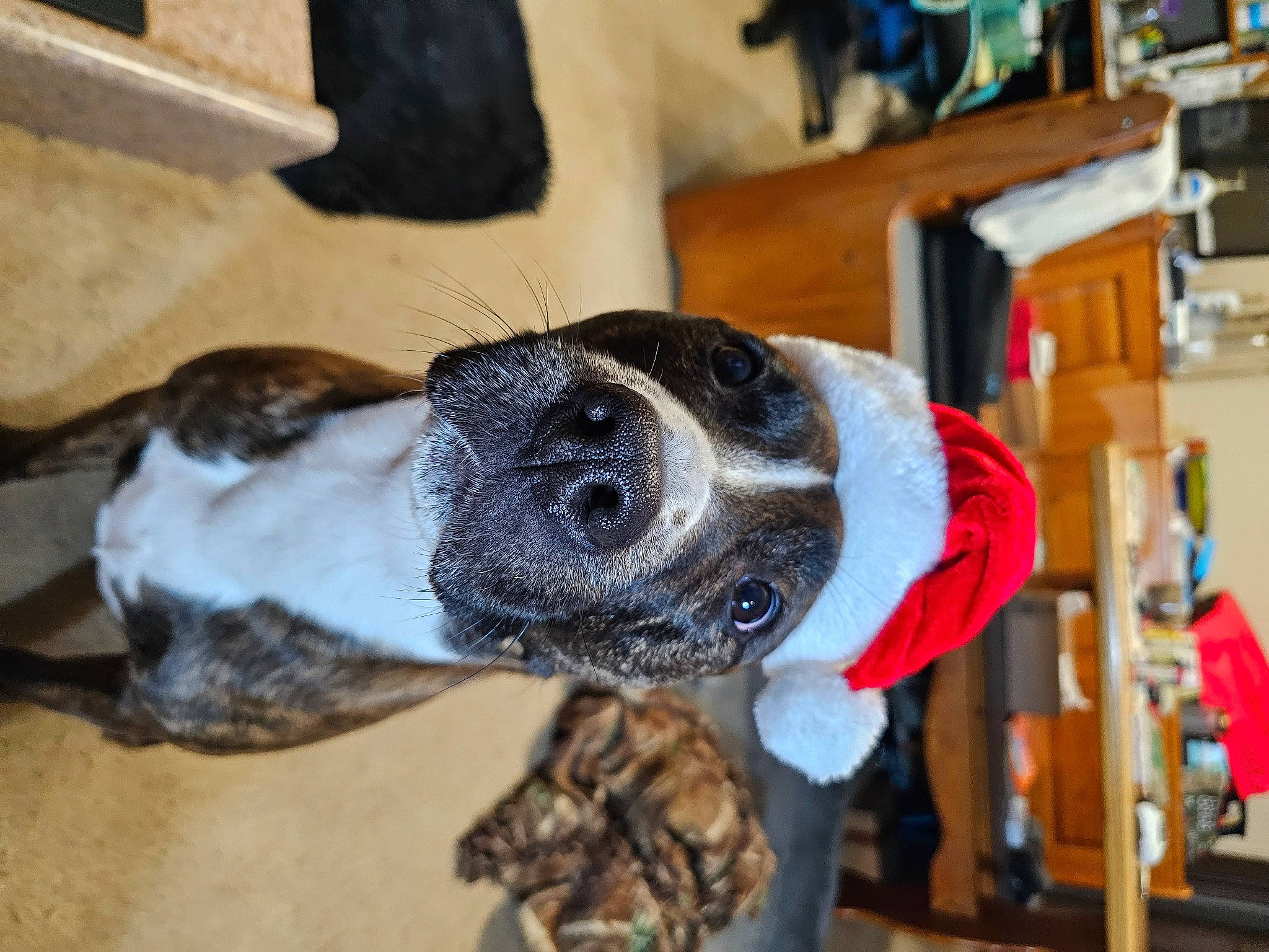 Sally joined the competition — help win amazing prizes! canidae, carnivore, collar, companion_dog, dog, dog_breed, dog_clothes, dog_collar, dog_supply, fawn, fur, leash, paw, personal_protective_equipment, pet_supply, snout, sporting_group, whiskers, wood, working_animal