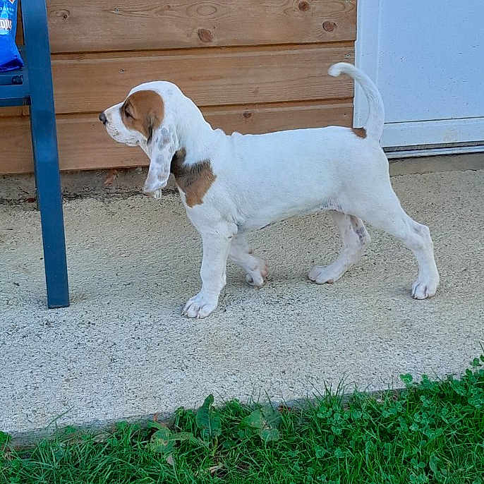 Snoopy