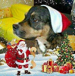 Junky a rejoint le concours — aidez-le/la à gagner de superbes lots ! canidae, carnivore, christmas, christmas_eve, dachshund, dog, dog_breed, puppy, rare_breed_dog