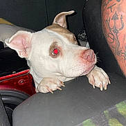 Lil Bit is registered to the contest to win money with this photo: dog, pet, animal, white, brown, paw, ear, red_eye, tattoo, arm, furniture, speaker, indoor, close_up, curious, grip, human, skin, flash, night