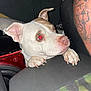 dog, pet, animal, white, brown, paw, ear, red_eye, tattoo, arm, furniture, speaker, indoor, close_up, curious, grip, human, skin, flash, night
