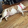 animal, boots, brown_and_white, canine, collar, dog, domestic_animal, figurine, floor, flooring, home, indoor, lying_down, mammal, pet, pink_collar, relaxed, resting, side_view, wooden_floor