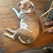 Lil Bit joined the competition — help win amazing prizes! animal, brown_and_white, canine, casual, chair, dog, domestic, floor, footwear, home, indoor, looking_back, lounge, paws, person_feet, pet, relaxed, resting, tail, wooden_floor