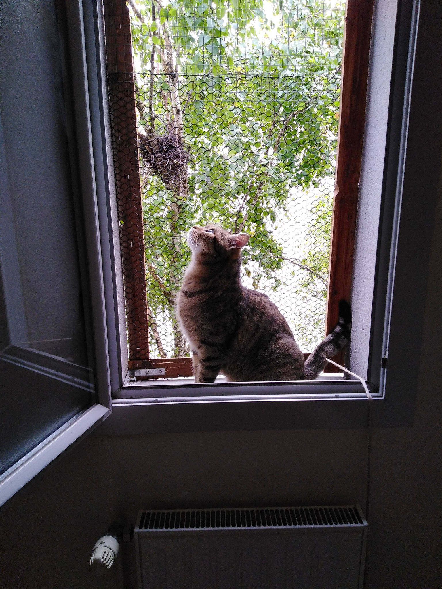 Zorro a rejoint le concours — aidez-le/la à gagner de superbes lots ! carnivore, cat, daylighting, domestic_short_haired_cat, door, european_shorthair, felidae, hardwood, home, house, interior_design, kitten, room, small_to_medium_sized_cats, sunlight, tabby_cat, tree, whiskers, window, wood