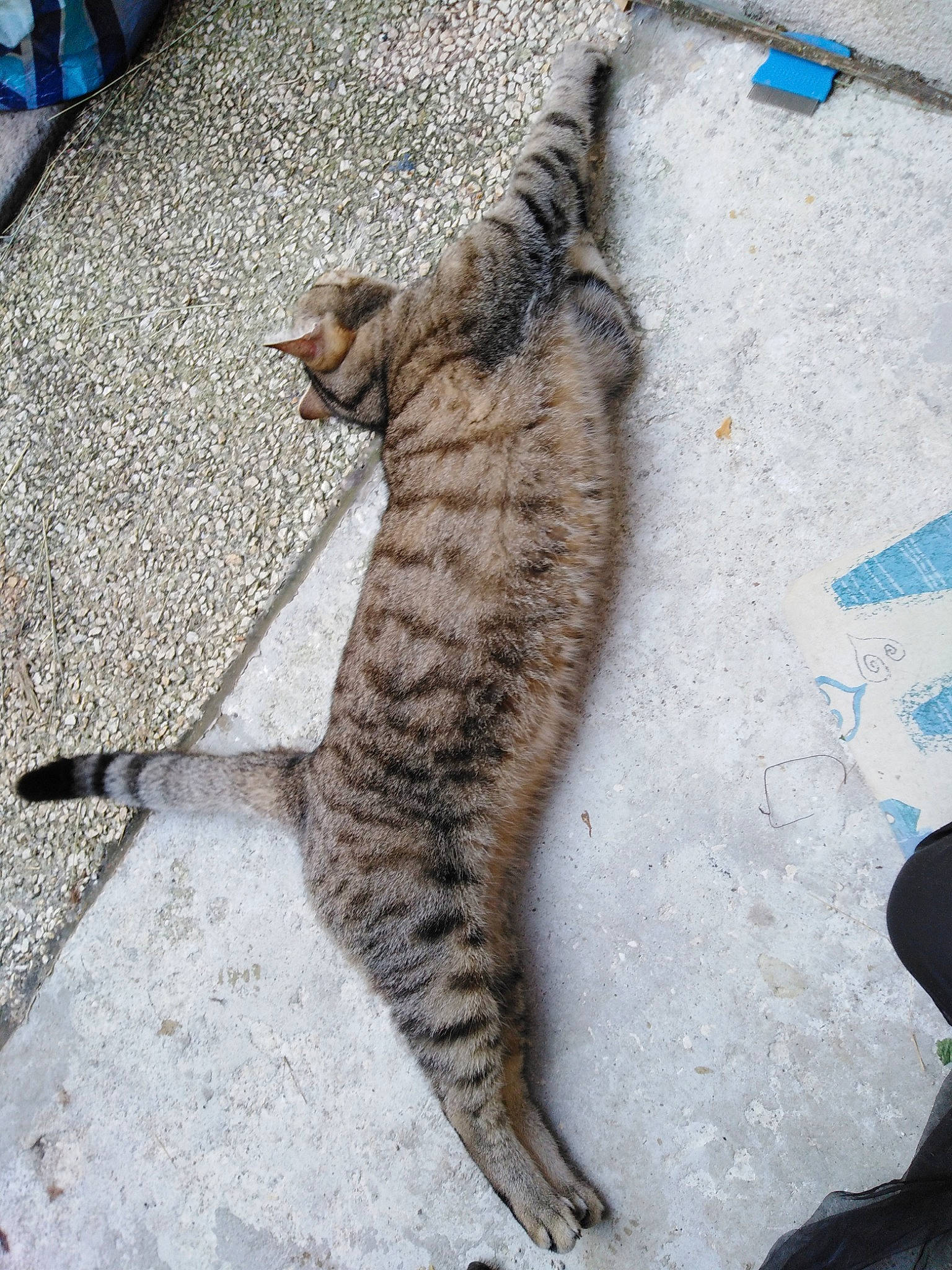 Zorro a rejoint le concours — aidez-le/la à gagner de superbes lots ! bengal, carnivore, cat, claw, domestic_short_haired_cat, dragon_li, egyptian_mau, european_shorthair, felidae, floor, fur, ocicat, small_to_medium_sized_cats, snout, tabby_cat, tail, toyger, whiskers, wild_cat