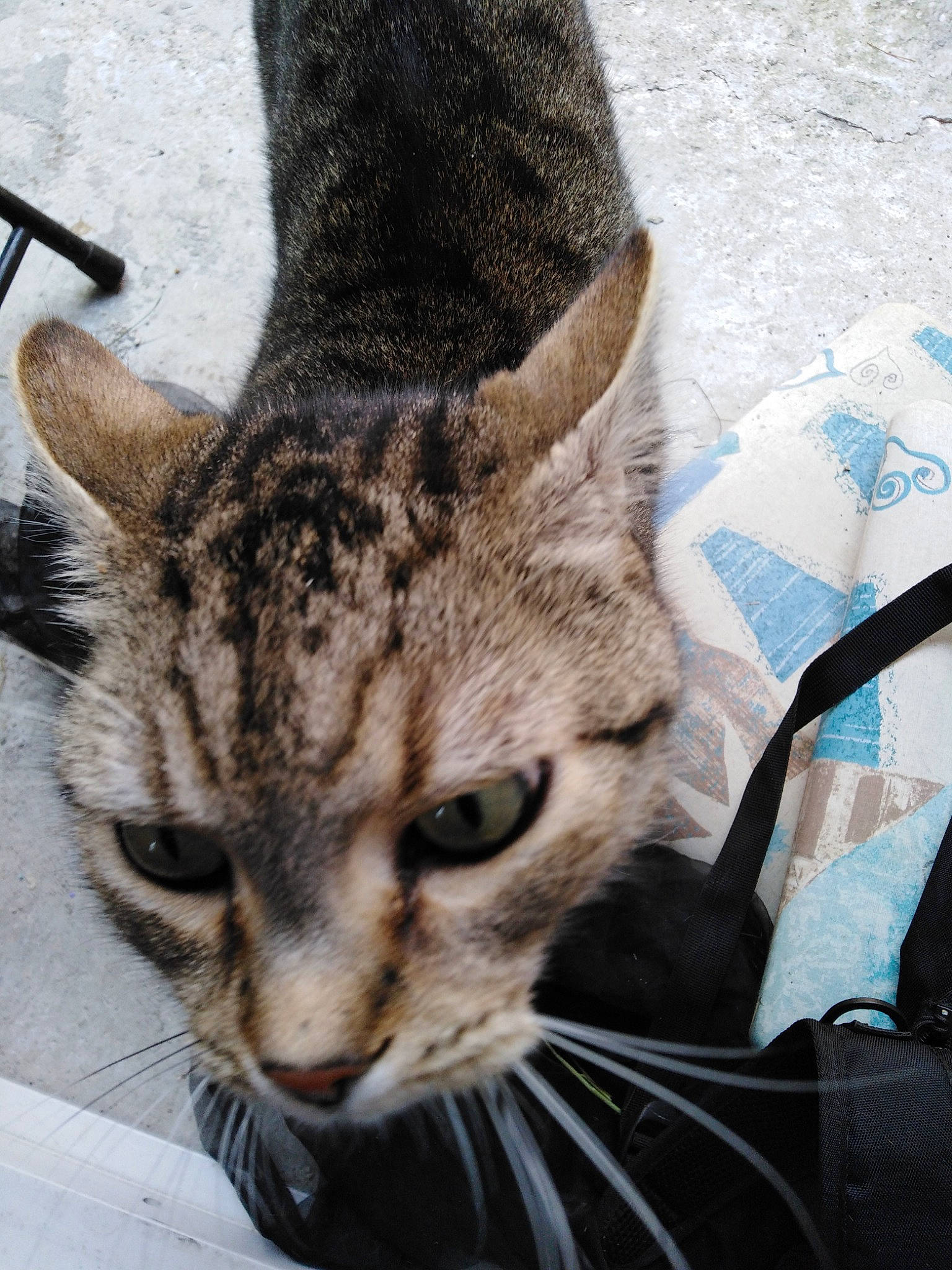 Zorro a rejoint le concours — aidez-le/la à gagner de superbes lots ! aegean_cat, american_shorthair, asian, bengal, california_spangled, carnivore, cat, domestic_short_haired_cat, dragon_li, egyptian_mau, european_shorthair, felidae, mammal, ocicat, small_to_medium_sized_cats, snout, tabby_cat, vertebrate, whiskers, wild_cat