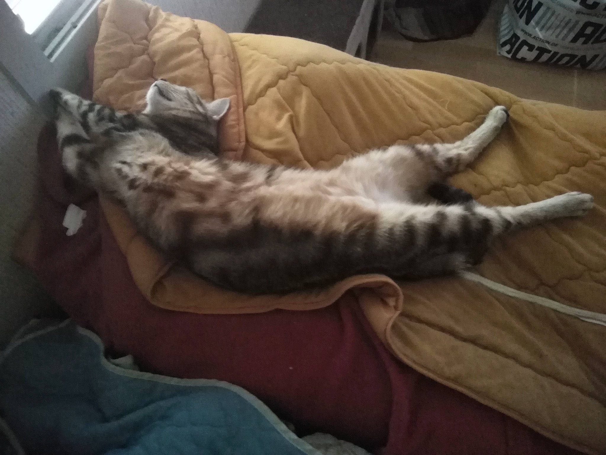 Poupette participe au concours pour gagner de l'argent avec cette photo : american_shorthair, bengal, carnivore, cat, comfort, domestic_short_haired_cat, egyptian_mau, european_shorthair, fawn, felidae, kitten, leg, mammal, nap, sleep, small_to_medium_sized_cats, tabby_cat, whiskers