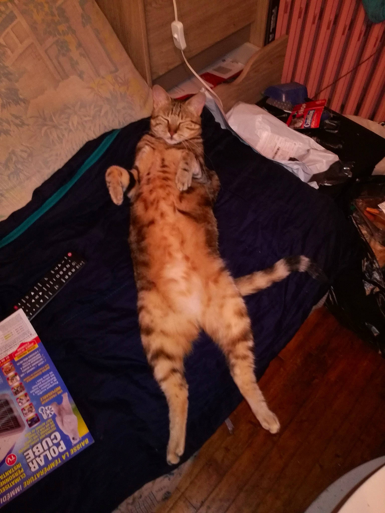 Poupette participe au concours pour gagner de l'argent avec cette photo : carnivore, cat, claw, european_shorthair, felidae, small_to_medium_sized_cats, tail, whiskers