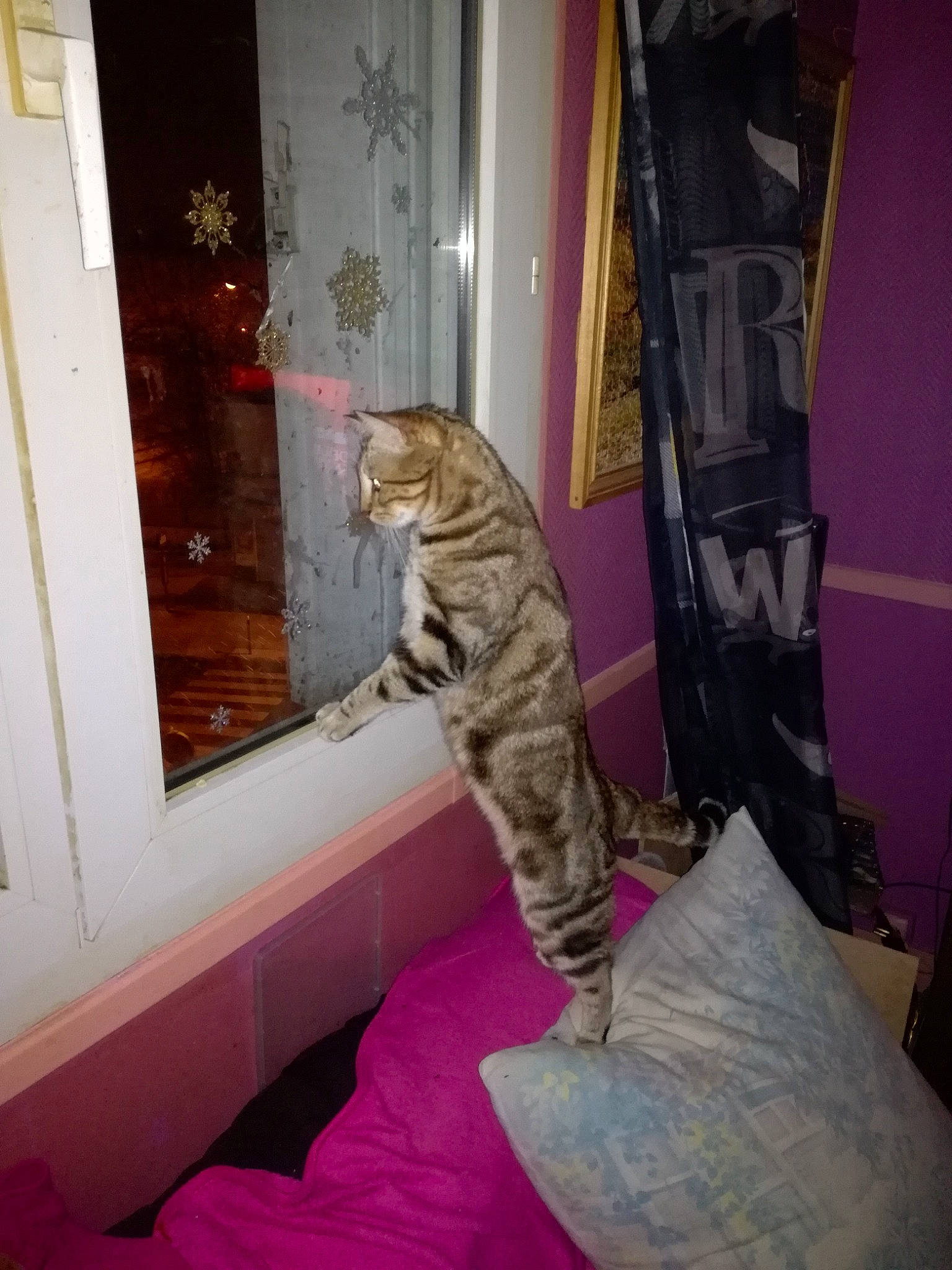 Poupette participe au concours pour gagner de l'argent avec cette photo : bengal, carnivore, cat, dragon_li, egyptian_mau, european_shorthair, felidae, kitten, ocicat, pixie_bob, savannah, small_to_medium_sized_cats, tabby_cat, tail, toyger, whiskers