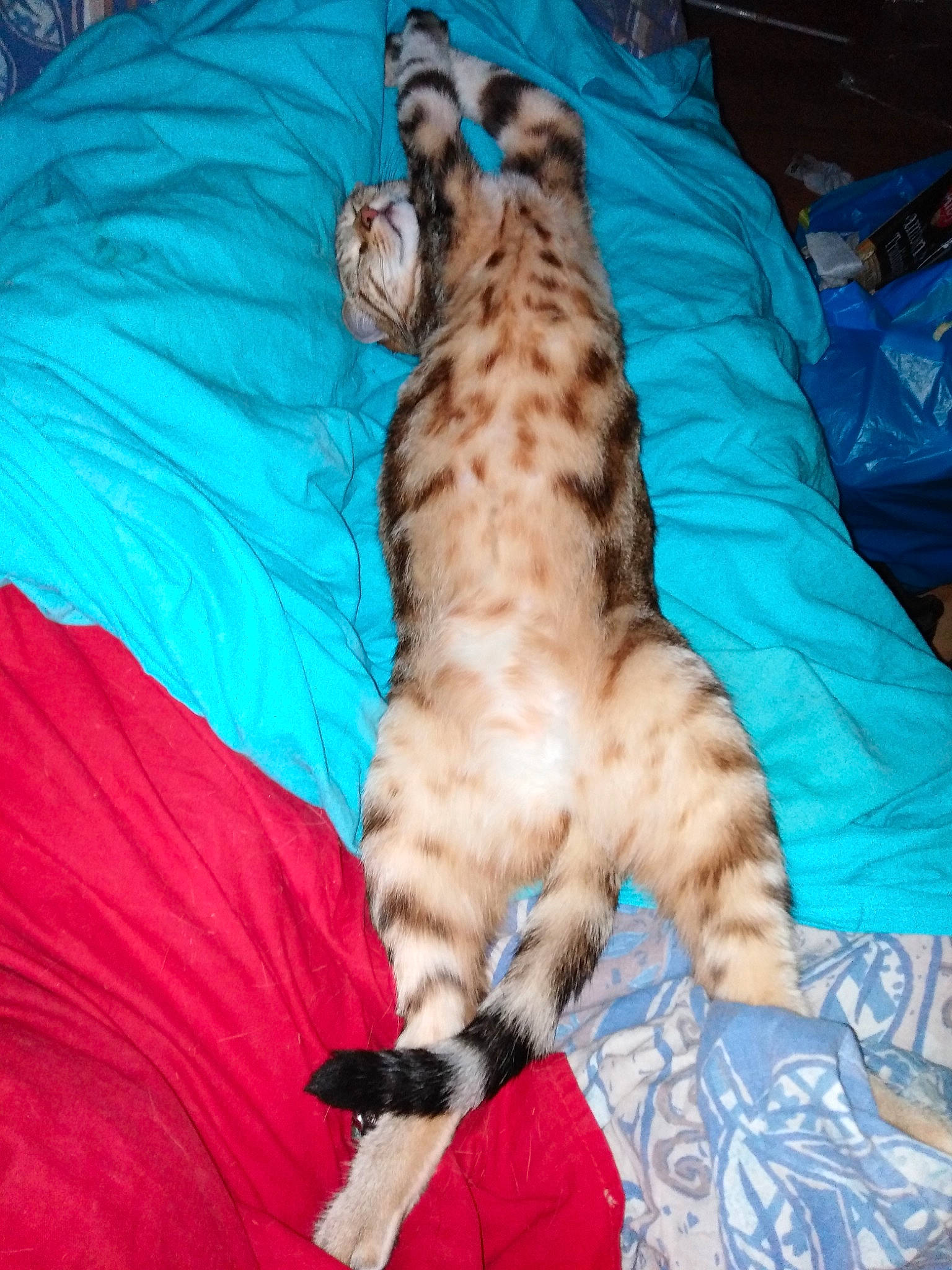 Poupette a rejoint le concours — aidez-le/la à gagner de superbes lots ! carnivore, cat, felidae, kitten, mammal, pixie_bob, small_to_medium_sized_cats