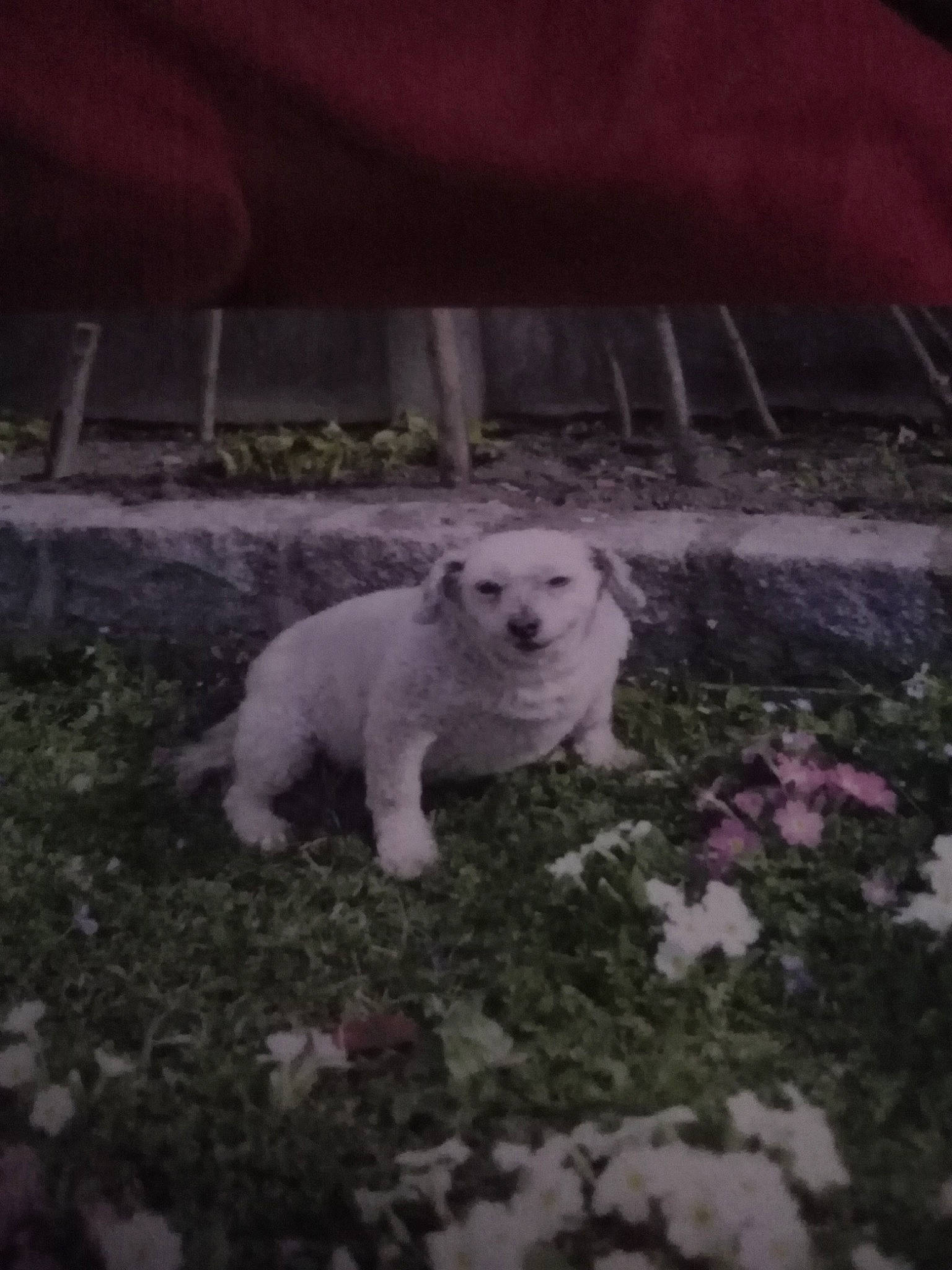 Chipie participe au concours pour gagner de l'argent avec cette photo : bichon, canidae, carnivore, dog, dog_breed, fawn, maltese, mammal, non_sporting_group, puppy, sporting_group, vertebrate, west_highland_white_terrier