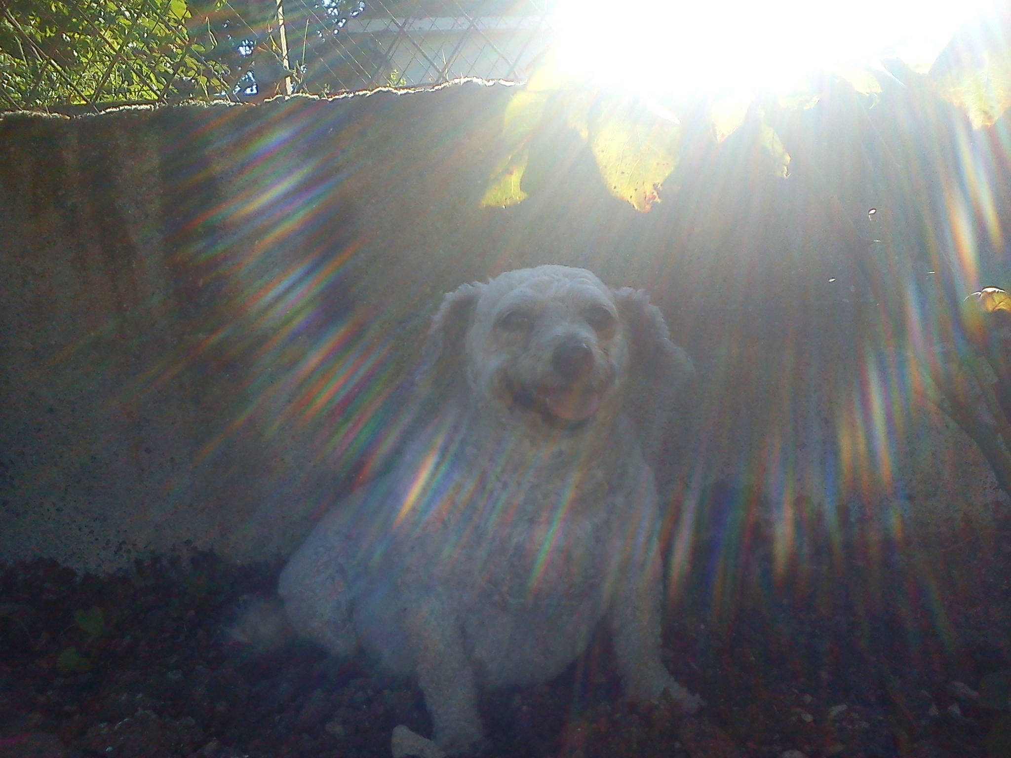 Chipie a rejoint le concours — aidez-le/la à gagner de superbes lots ! atmospheric_phenomenon, canidae, carnivore, dog, dog_breed, lens_flare, light, sporting_group, sunlight