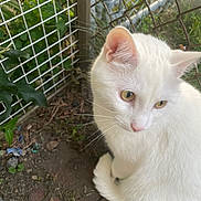 Snowflake is registered to the contest to win money with this photo: white_cat, cat, animal, pet, outdoor, fence, garden, greenery, curious, yellow_eyes, fur, whiskers, nature, sitting, closeup, domestic_cat, wildlife, cute, feline, background