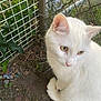 white_cat, cat, animal, pet, outdoor, fence, garden, greenery, curious, yellow_eyes, fur, whiskers, nature, sitting, closeup, domestic_cat, wildlife, cute, feline, background