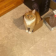Pumpkin joined the competition — help win amazing prizes! cat, orange_cat, white_cat, cardboard_box, indoor, floor_tiles, pet, curious, animal, household_items, box, looking_up, cute, feline, domestic_cat, tile_floor, shadow, storage_box, relaxed, small_box