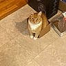cat, orange_cat, white_cat, cardboard_box, indoor, floor_tiles, pet, curious, animal, household_items, box, looking_up, cute, feline, domestic_cat, tile_floor, shadow, storage_box, relaxed, small_box