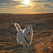 Max participe au concours pour gagner de l'argent avec cette photo : dog, white_dog, wheat_field, sunset, outdoor, nature, animal, canine, fur, sky, clouds, rural, landscape, field, happy, pet, standing, sunlight, agriculture, scenery