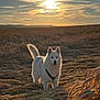 dog, white_dog, wheat_field, sunset, outdoor, nature, animal, canine, fur, sky, clouds, rural, landscape, field, happy, pet, standing, sunlight, agriculture, scenery
