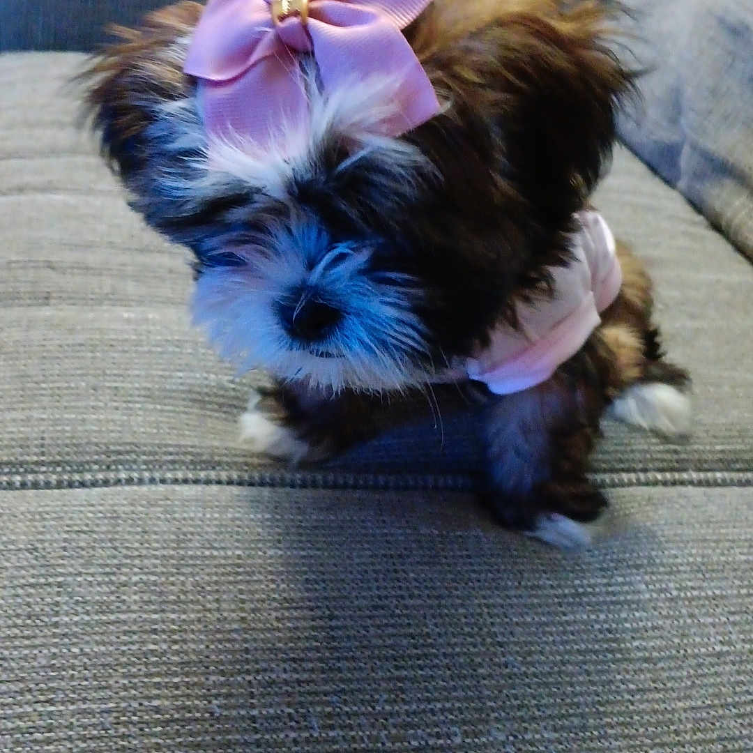Baby is registered to the contest to win money with this photo: adorable, animal, bow, couch, cute, dog, domestic_animal, fashion, fluffy, fur, furniture, gray, indoor, outfit, pet, pink_bow, puppy, sitting, small_dog, textured