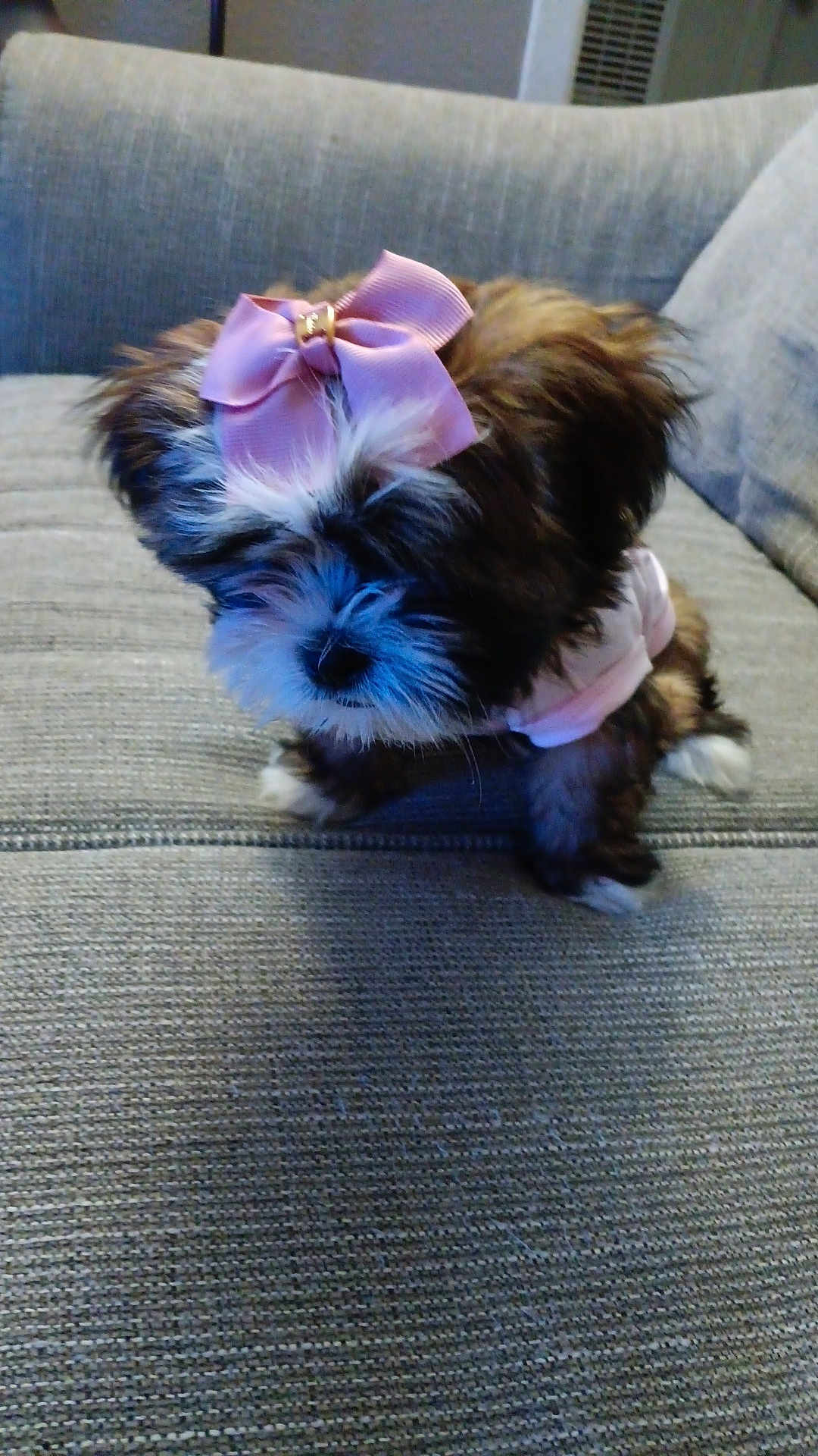 Baby is registered to the contest to win money with this photo: dog, puppy, bow, pink_bow, pet, cute, fluffy, small_dog, indoor, couch, furniture, textured, gray, fur, adorable, animal, domestic_animal, sitting, fashion, outfit