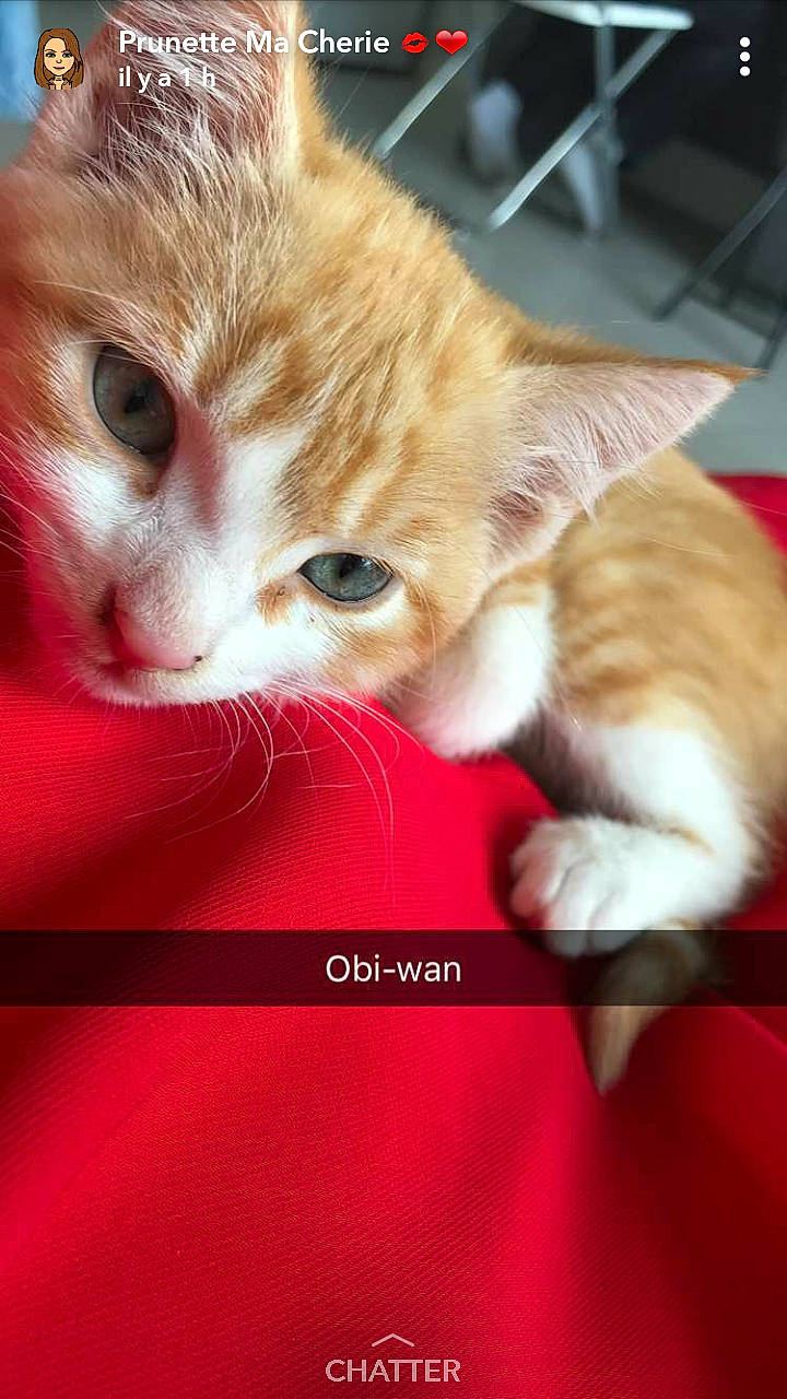 Obi-wan a rejoint le concours — aidez-le/la à gagner de superbes lots ! cat, cat_like_mammal, close_up, domestic_short_haired_cat, ear, eye, kitten, nose, paw, person, photo_caption, small_to_medium_sized_cats, snout, tabby_cat, whiskers