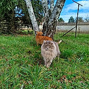 Gris Poils a rejoint le concours — aidez-le/la à gagner de superbes lots ! cat, cats, gray_cat, ginger_cat, fluffy, long_hair, fur, whiskers, green_grass, garden, outdoors, trees, birch_tree, evergreen, blue_sky, animal_portrait, standing, walking, nature, backyard