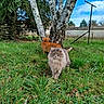 cat, cats, gray_cat, ginger_cat, fluffy, long_hair, fur, whiskers, green_grass, garden, outdoors, trees, birch_tree, evergreen, blue_sky, animal_portrait, standing, walking, nature, backyard