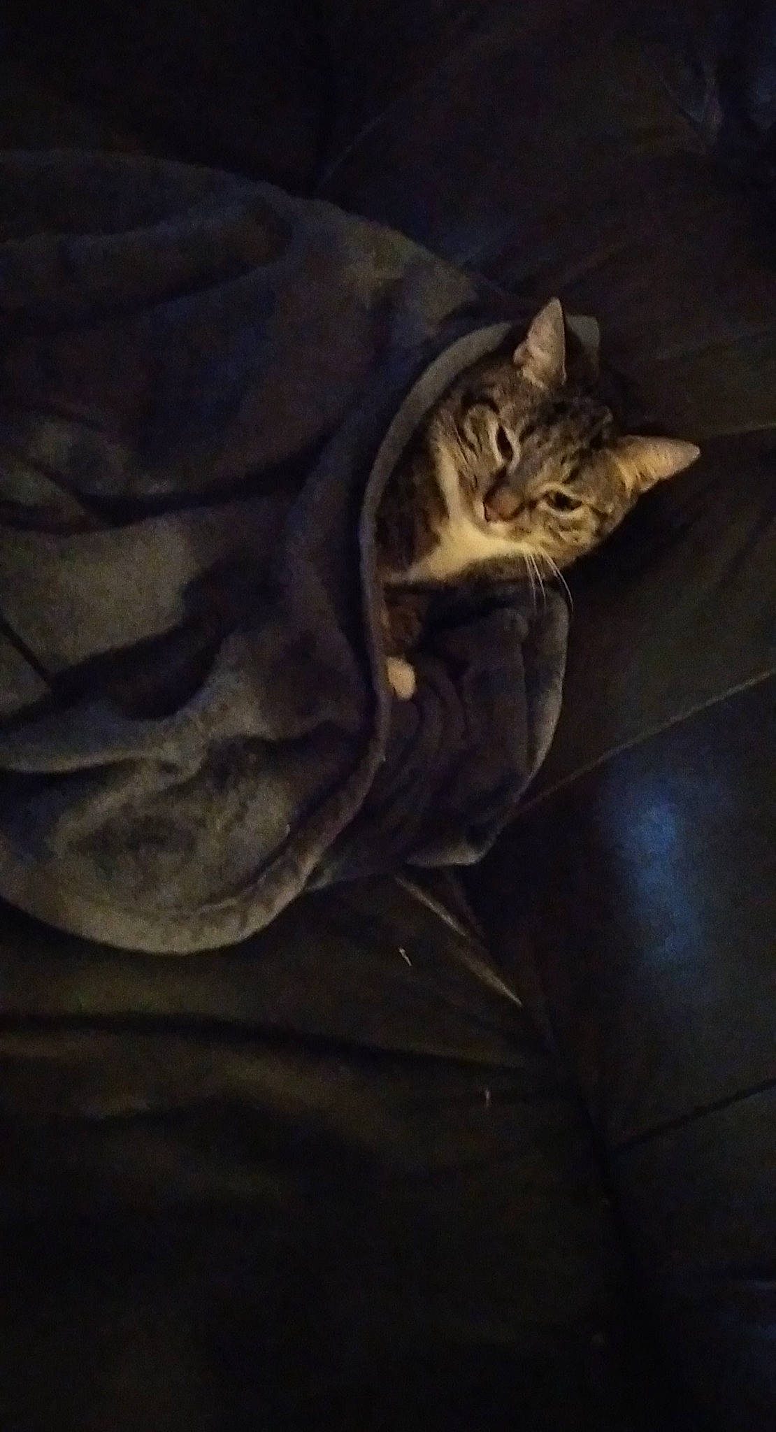 Anna a rejoint le concours — aidez-le/la à gagner de superbes lots ! carnivore, cat, cloud, comfort, darkness, domestic_short_haired_cat, electric_blue, felidae, fur, grey, metal, sky, small_to_medium_sized_cats, still_life_photography, tail, terrestrial_animal, tints_and_shades, whiskers, window, wood