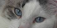 Guizmo participe au concours pour gagner de l'argent avec cette photo : cat, close_up, blue_eyes, fluffy, white_fur, pink_nose, pet, animal, portrait, cute, whiskers, ears, feline, indoor, soft_texture, calm, face, mammal, looking, domestic_cat