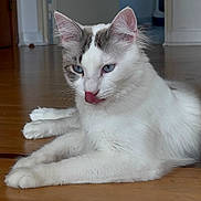 Guizmo participe au concours pour gagner de l'argent avec cette photo : cat, white_cat, blue_eyes, indoor, wooden_floor, pet, animal, feline, tongue_out, relaxed, lying_down, cute, fur, whiskers, ears, domestic_cat, home, flooring, resting, closeup