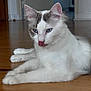 cat, white_cat, blue_eyes, indoor, wooden_floor, pet, animal, feline, tongue_out, relaxed, lying_down, cute, fur, whiskers, ears, domestic_cat, home, flooring, resting, closeup
