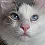 Guizmo a rejoint le concours — aidez-le/la à gagner de superbes lots ! cat, close_up, blue_eyes, pink_nose, white_fur, gray_fur, whiskers, pet, animal, portrait, indoor, soft_light, cute, feline, curious, ears, face, muzzle, fluffy, domestic_cat