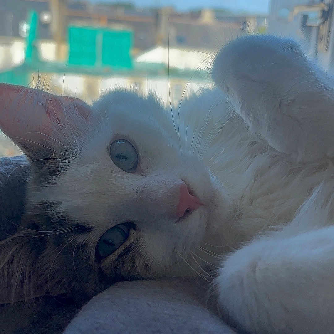 Guizmo participe au concours pour gagner de l'argent avec cette photo : animal, blue_sky, blurred_background, cat, close_up, cozy, cute, daylight, domestic, feline, fur, indoor, lying_down, pet, pink_nose, relaxed, resting, soft_surface, whiskers, window