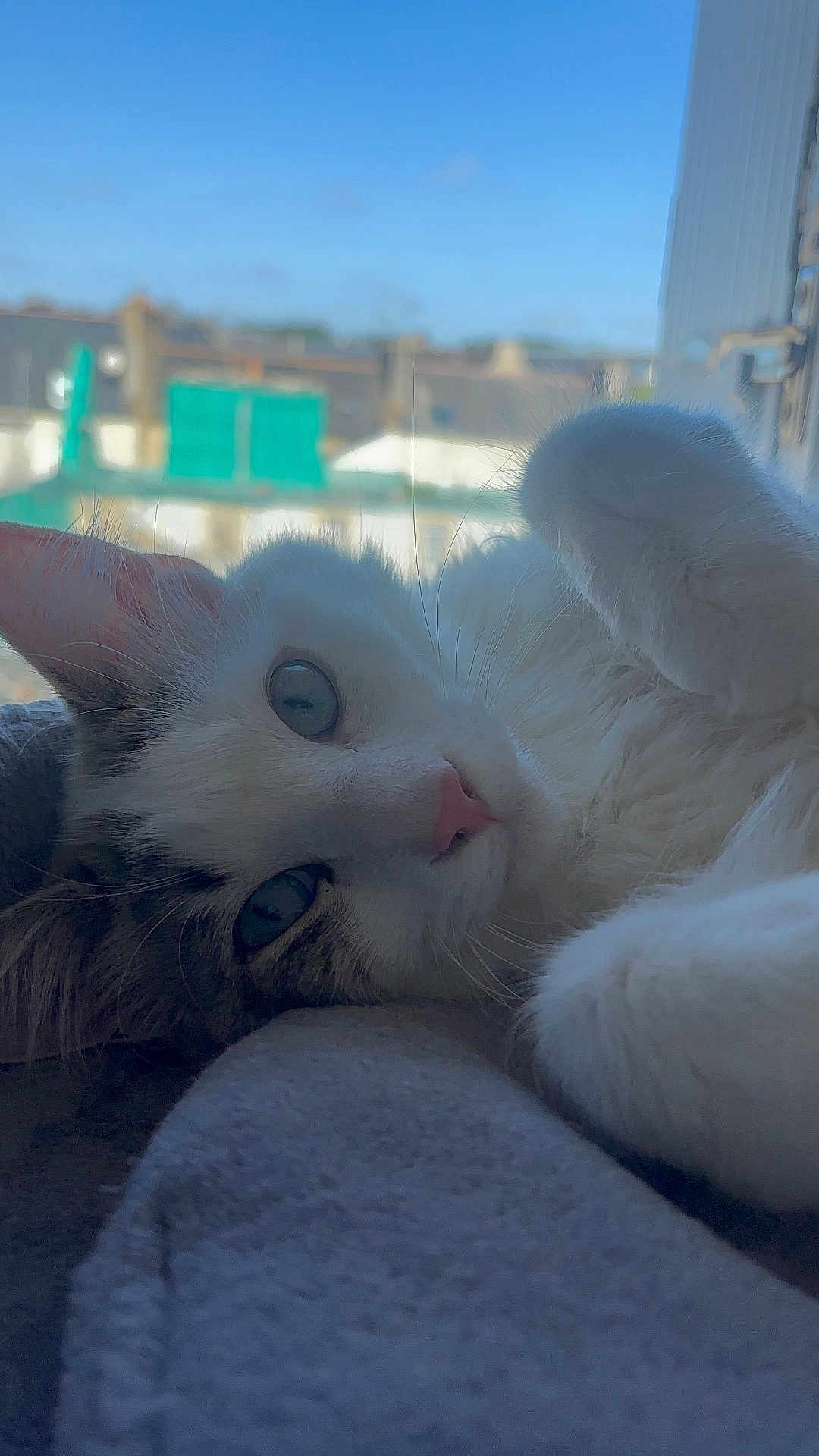 Guizmo participe au concours pour gagner de l'argent avec cette photo : cat, close_up, relaxed, lying_down, soft_surface, window, blue_sky, blurred_background, whiskers, pink_nose, pet, indoor, feline, animal, cute, fur, daylight, resting, cozy, domestic