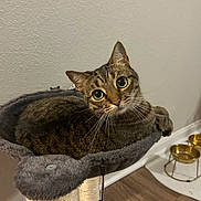 Lyra joined the competition — help win amazing prizes! big_eyes, cat, cat_bed, cat_tree, cozy, ears, feline, food_bowls, fur, gold_bowls, hardwood_floor, indoor, looking_up, paw, pet, portrait, scratching_post, tabby_cat, wall, whiskers