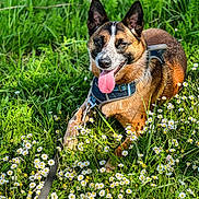 Freya joined the competition — help win amazing prizes! dog, canine, pet, outdoor, grass, flowers, daisies, nature, happy, tongue_out, leash, harness, summer, sunlight, animal, mammal, playful, resting, greenery, field