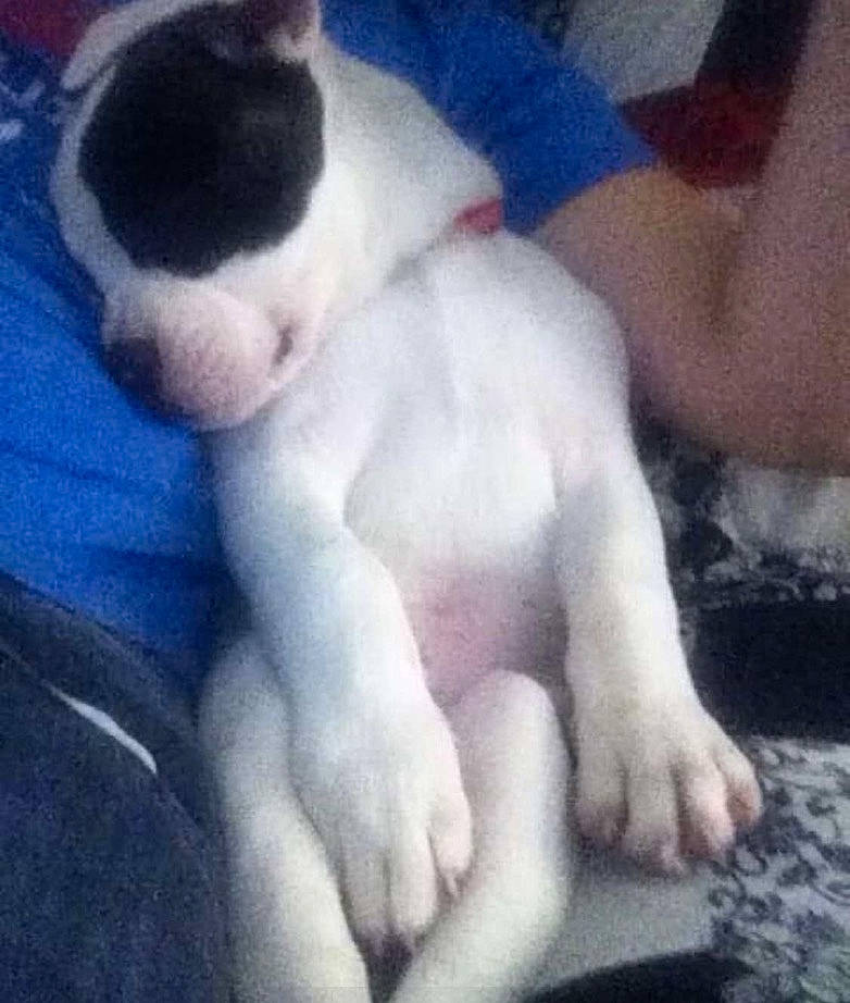 Gauge joined the competition — help win amazing prizes! art, carnivore, cloud, comfort, companion_dog, dog, dog_breed, fawn, felidae, flesh, foot, fur, human_leg, meteorological_phenomenon, paw, sky, small_to_medium_sized_cats, snout, tail, whiskers