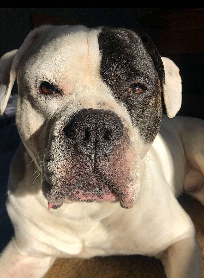Gauge is registered to the contest to win money with this photo: bored, bulldog, canidae, carnivore, collar, companion_dog, dog, dog_breed, dog_collar, fawn, fur, giant_dog_breed, molosser, plant, snout, sporting_group, whiskers, working_animal, working_dog, wrinkle