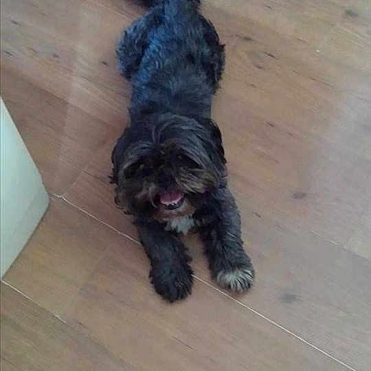 Gizmo