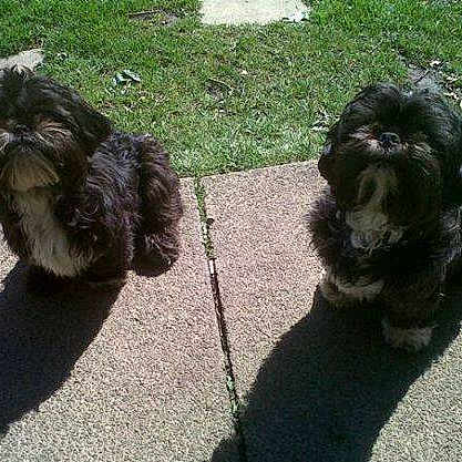 Gizmo And Schermulie