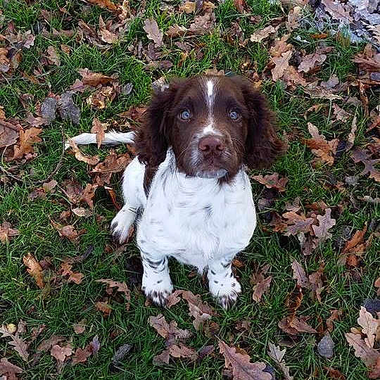 Hunter