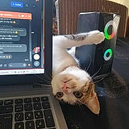 Dinah participe au concours pour gagner de l'argent avec cette photo : animal, cat, computer, computerhardware, computerkeyboard, desk, electronics, furniture, hardware, kitten, laptop, monitor, mouse, pc, pet, phone, screen, speaker, table, tv