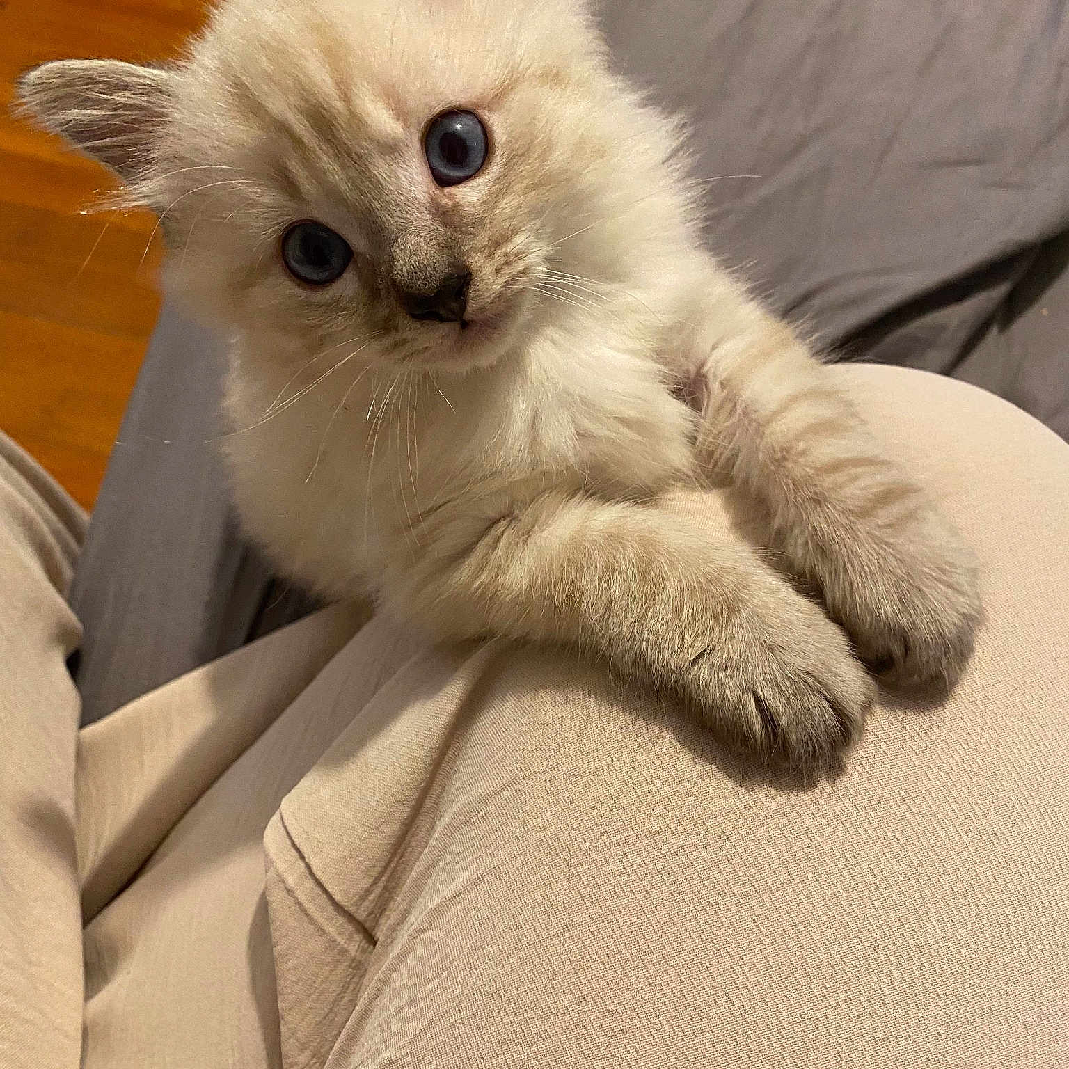 Frimousse